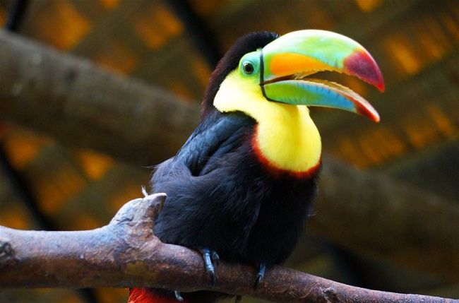 elope-in-costa-rica-toucans-costa-rica-opt